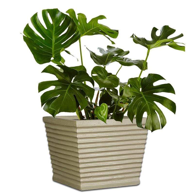 Beetle Concrete Pot The Pot Shack Gauteng Concrete Pot