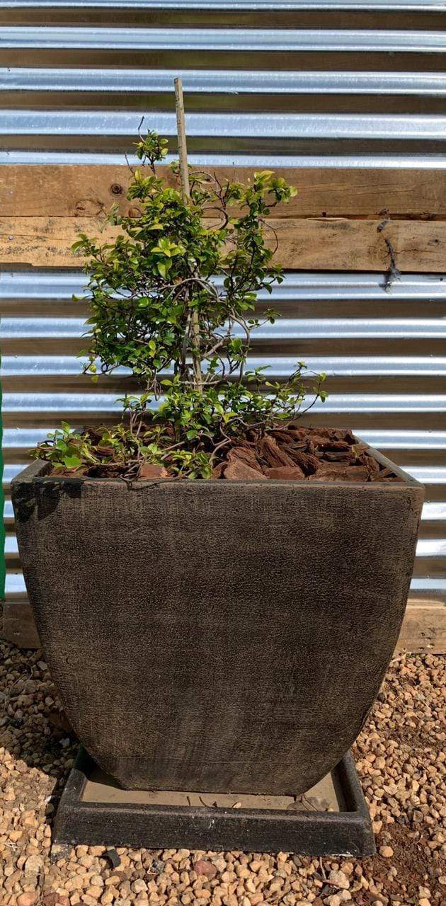 Bolivia Concrete Pot The Pot Shack Gauteng Concrete Pot