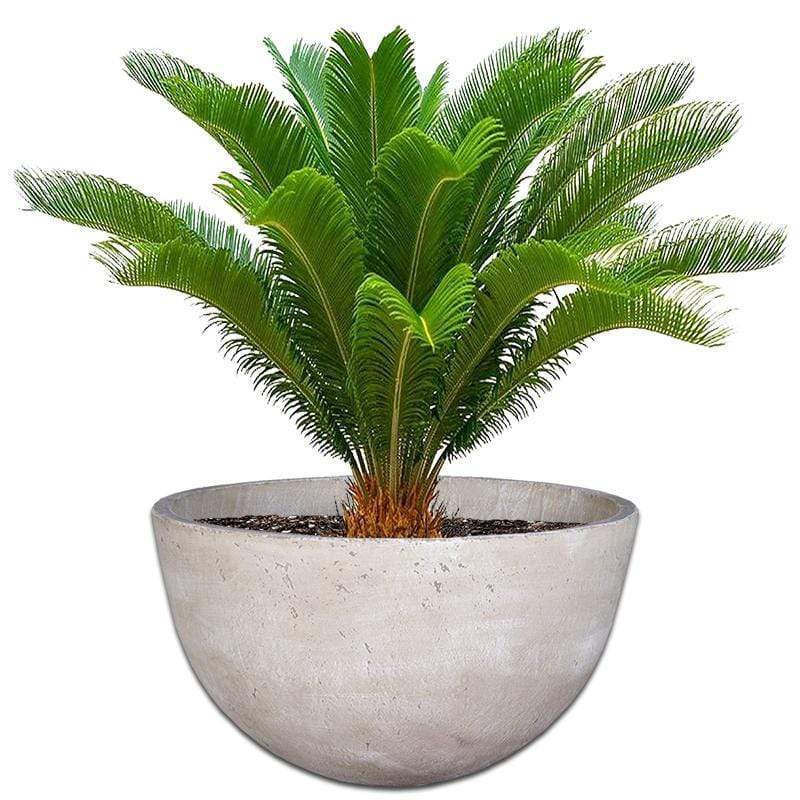 Cycad Concrete Pot The Pot Shack Gauteng Concrete Pot