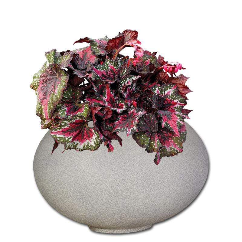 Planted Arizona | Shade The Pot Shack Gauteng Concrete Pot