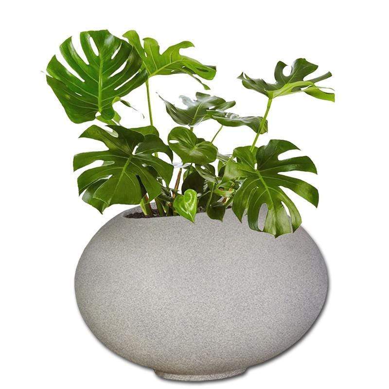 Planted Arizona | Shade The Pot Shack Gauteng Concrete Pot