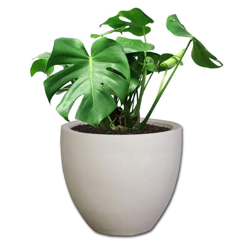 Planted Egg | Shade The Pot Shack Gauteng Concrete Pot