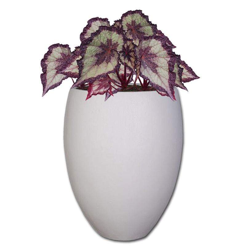 Planted Eggin | Shade The Pot Shack Gauteng Concrete Pot