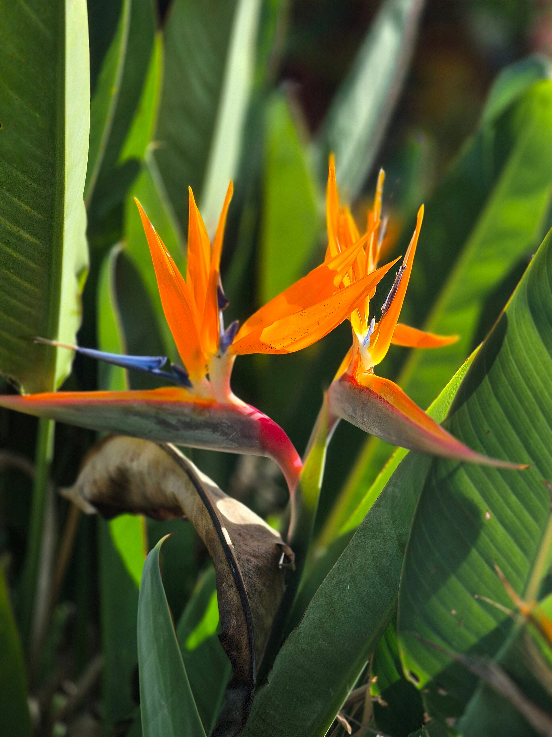 Indigenous South African plants