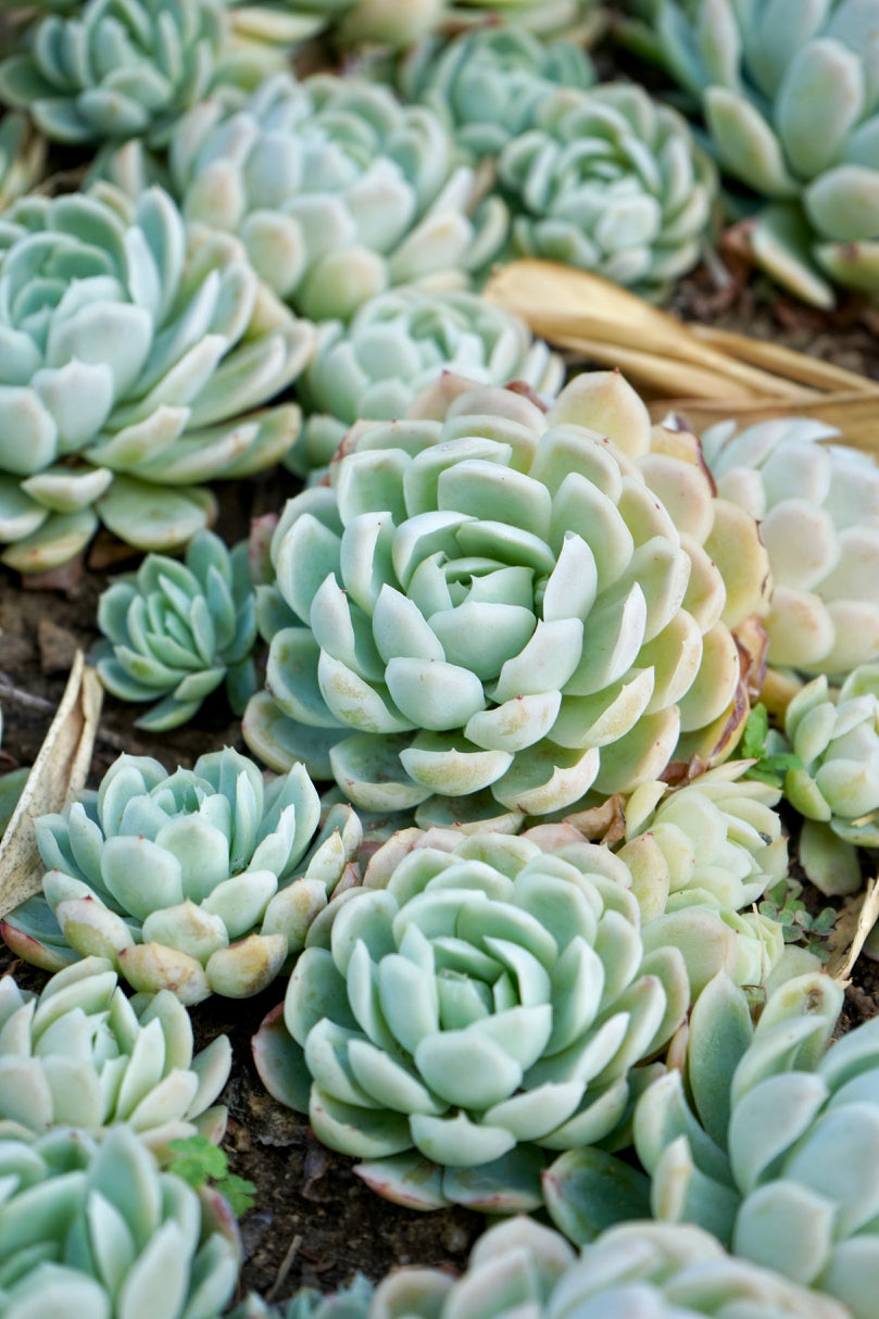 Succulents in pots