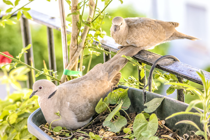 How to Attract More Birds into Your Garden