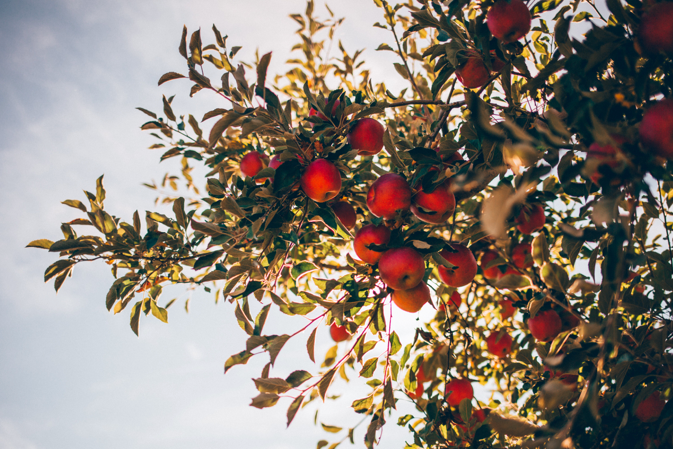 Easiest Fruit Trees To Grow in Pots and Containers