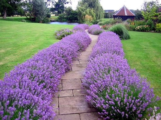 How to grow lavender: Find out everything you need to know about lavender