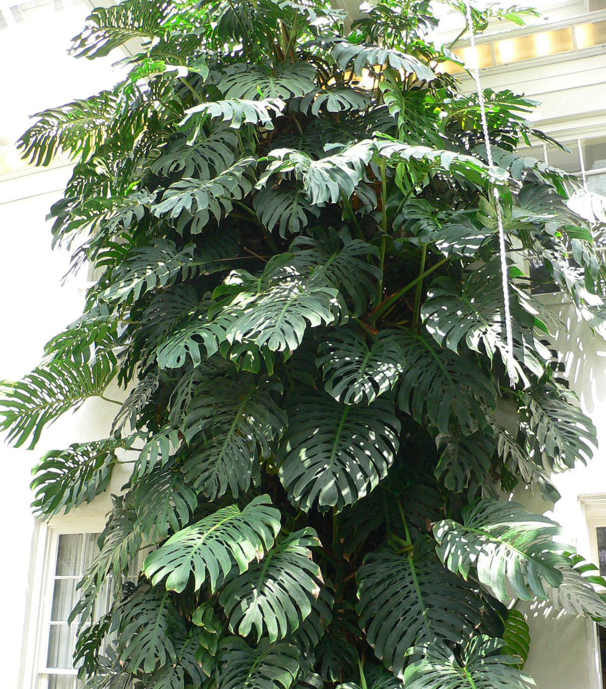 Houseplants in pots