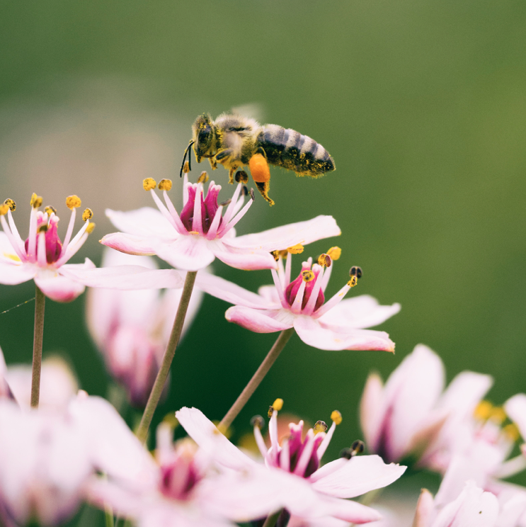 Planting for Bees