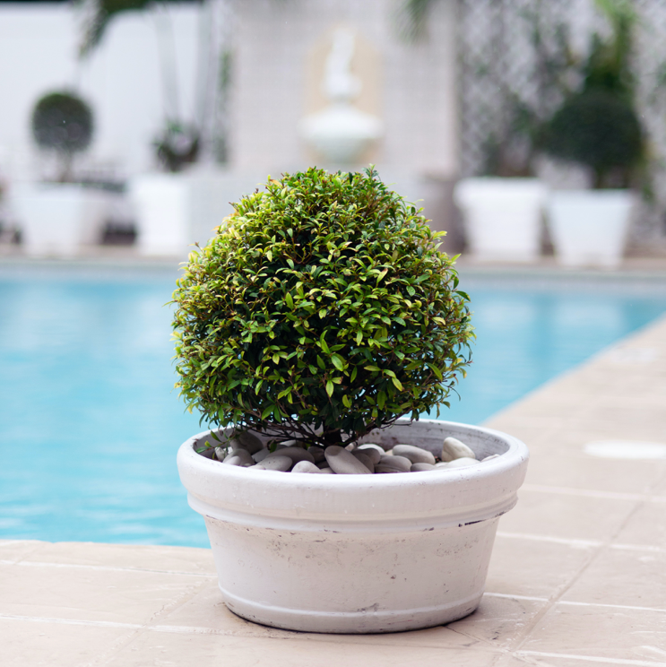 Watering outdoor potted plants: What you need to know