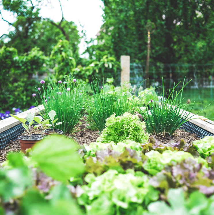 What is Mulch?