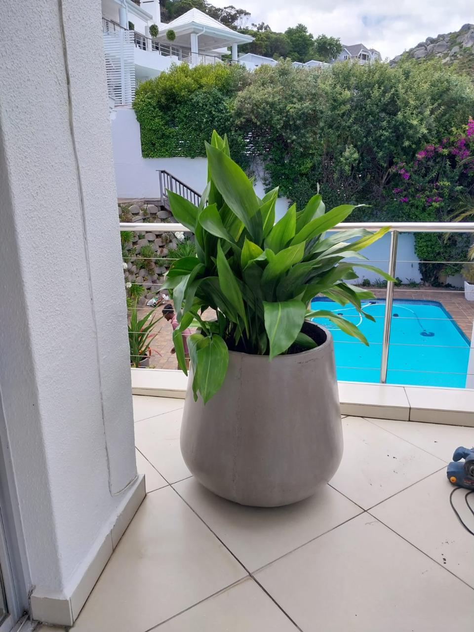 Concrete pots planted up on a tiled balcony