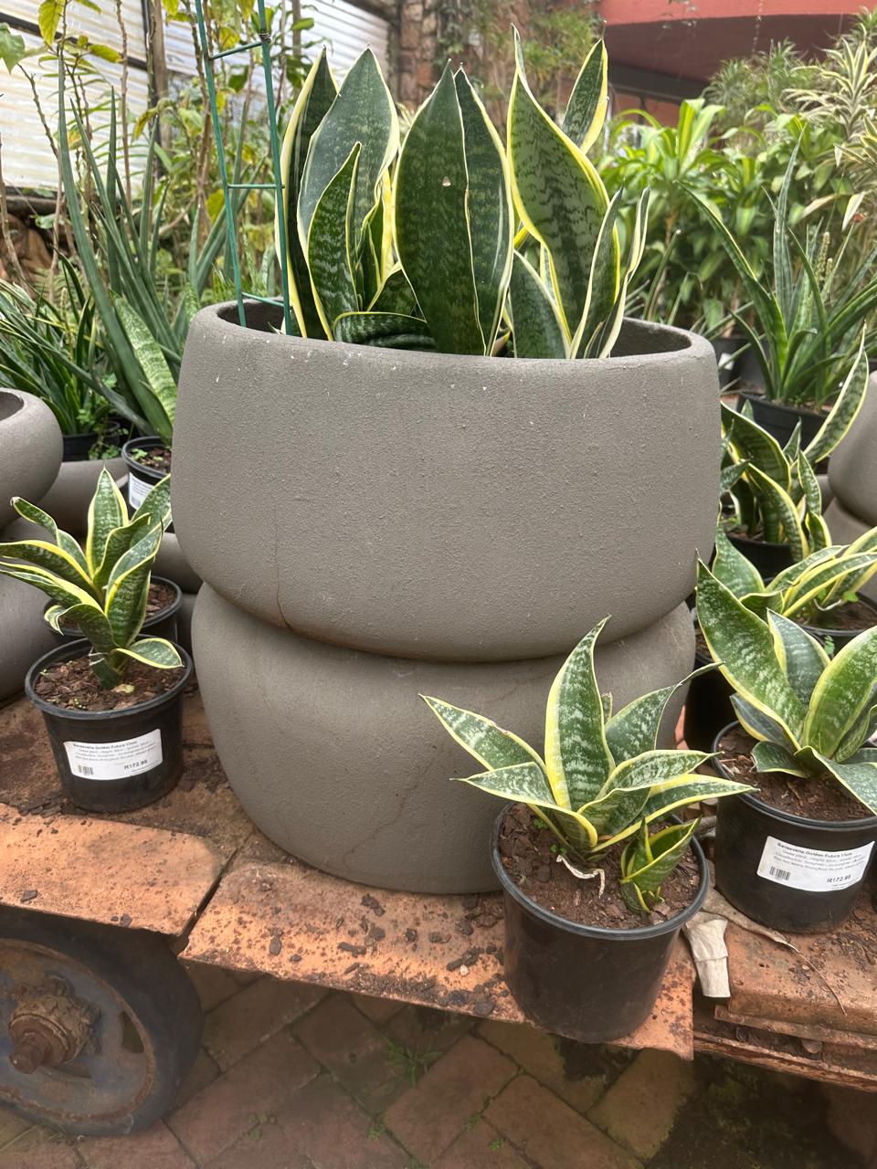Grey concrete pots planted with snake plants at the nursery