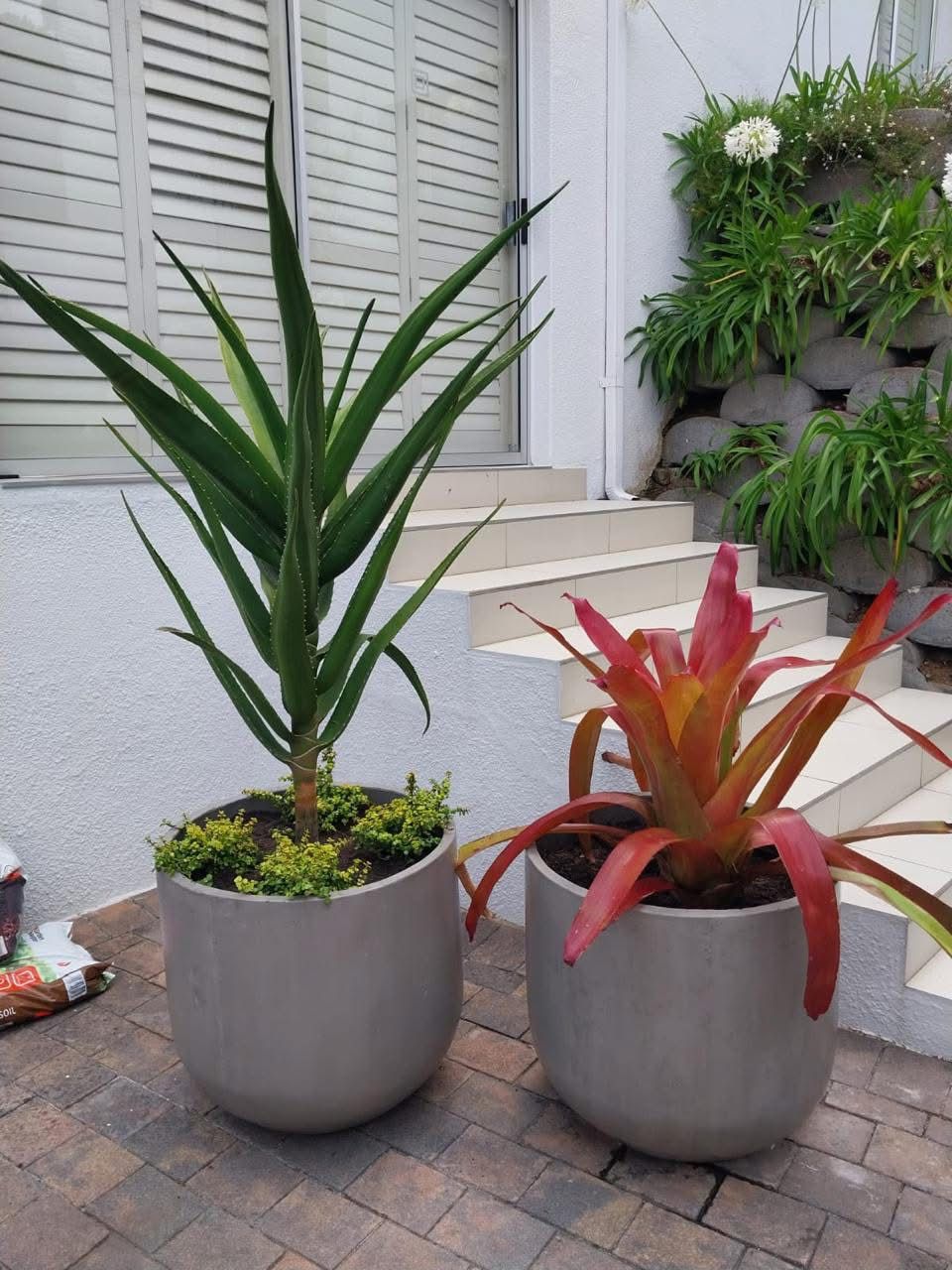 Concrete pots planted with a dracaena and bromeliads on sunny stone steps