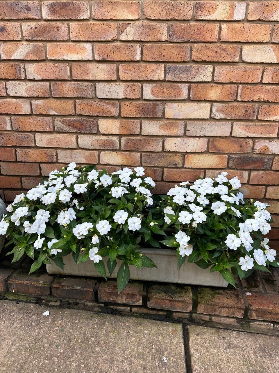 Ever Feel Overwhelmed by Too Many Garden Pots? Here’s Why Less Can Be More