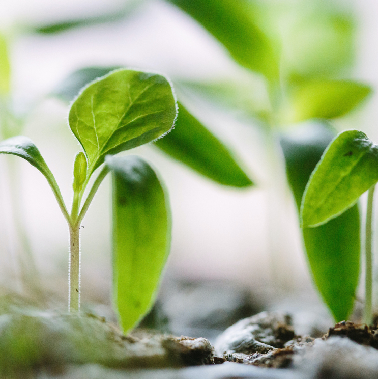 When and How to Plant Seedlings