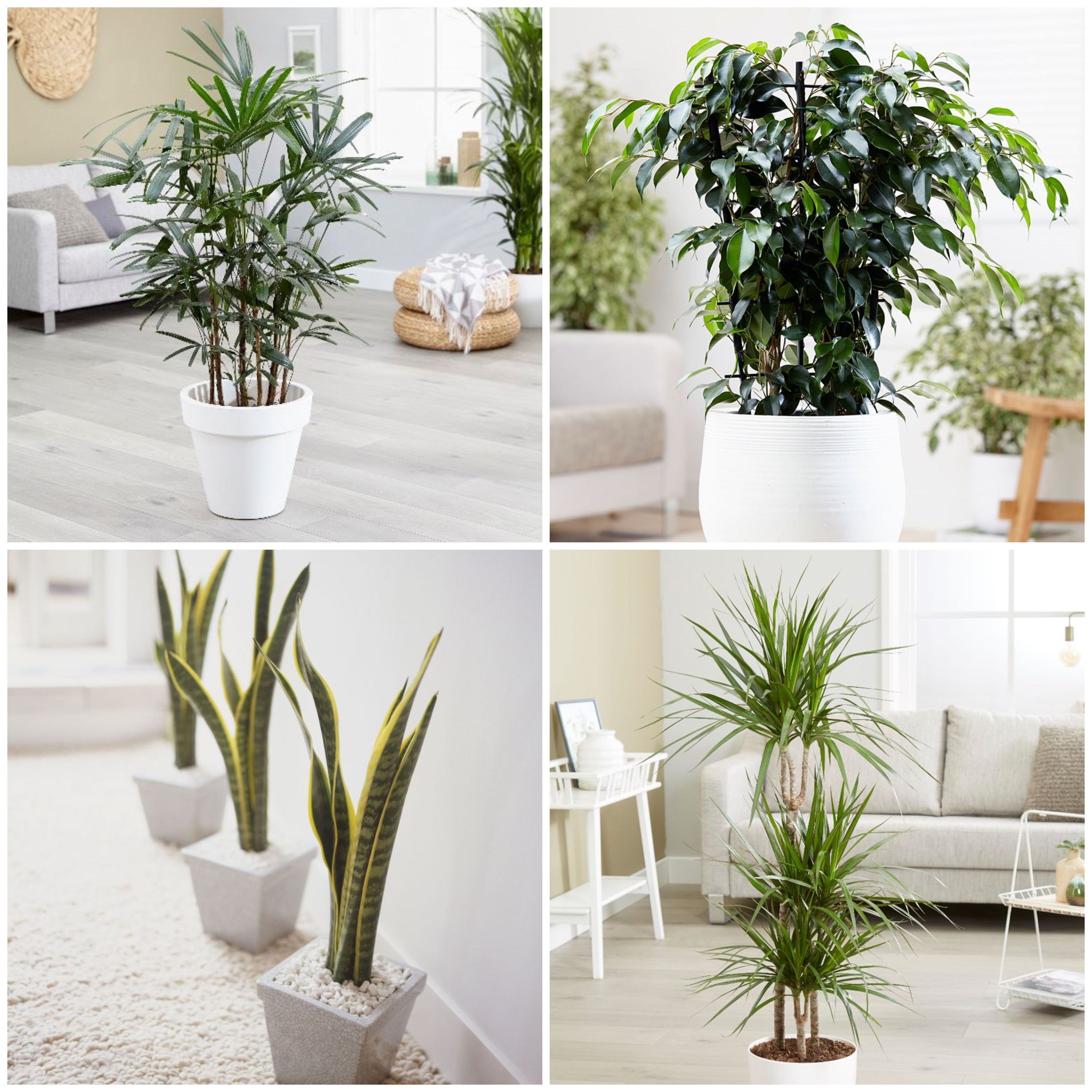 Are you aware of the daily toxins you are inhaling? These top 5 indoor Plants are the best for clean air in your home.