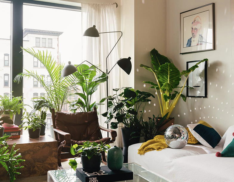 How to get a jungle home with these 10 easy houseplants to grow