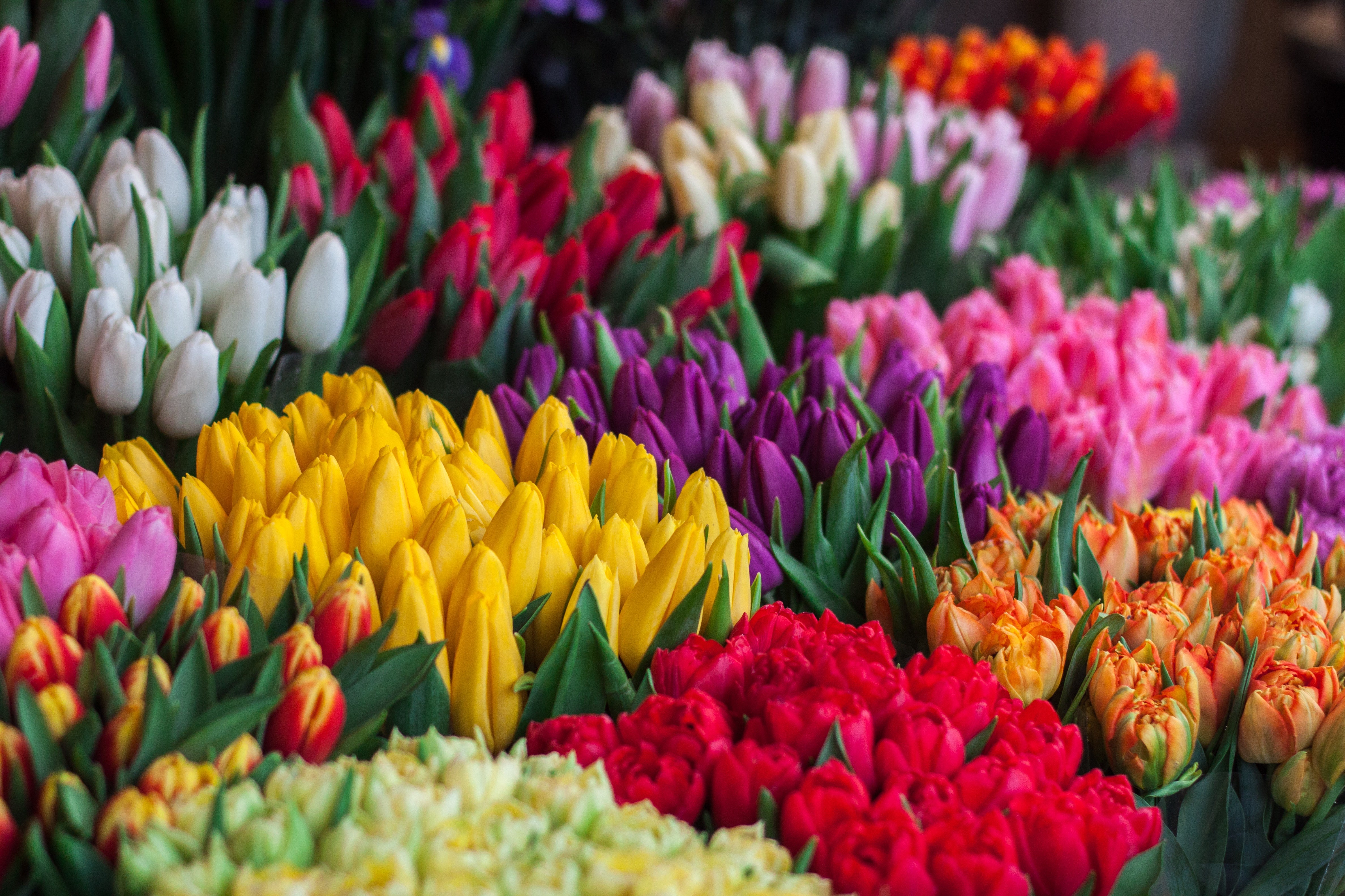 A brief history of tulips