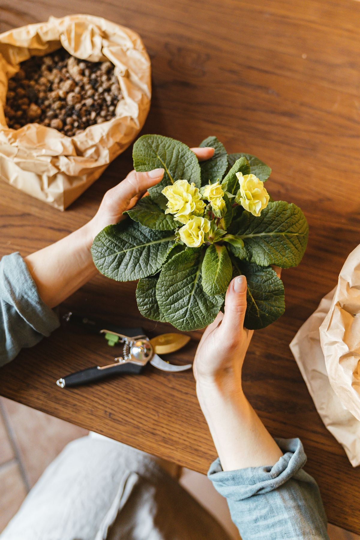 Hands holding a flowering plant while choosing it