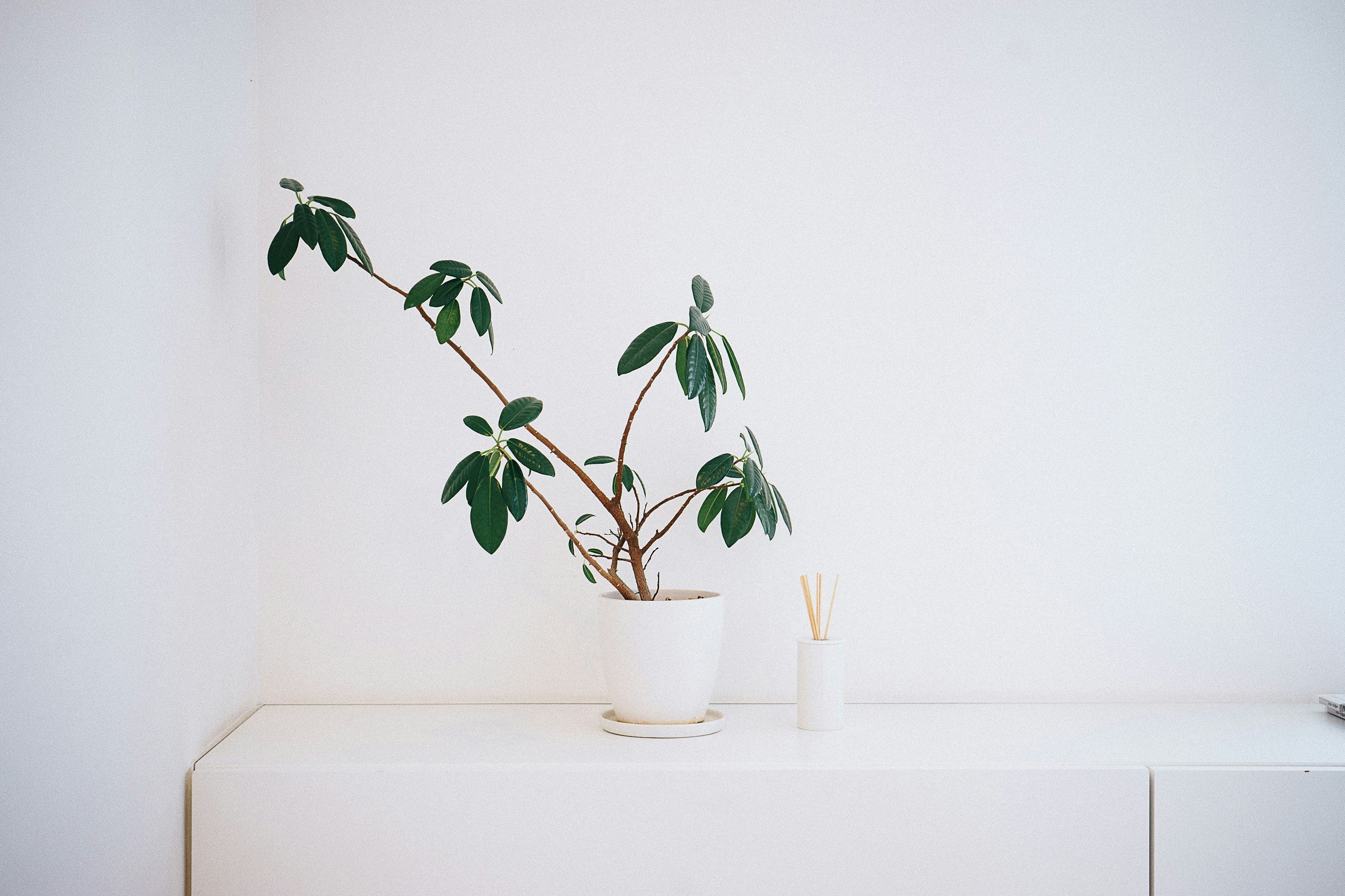 How to Keep the Plants You Buy at Woolworths Alive