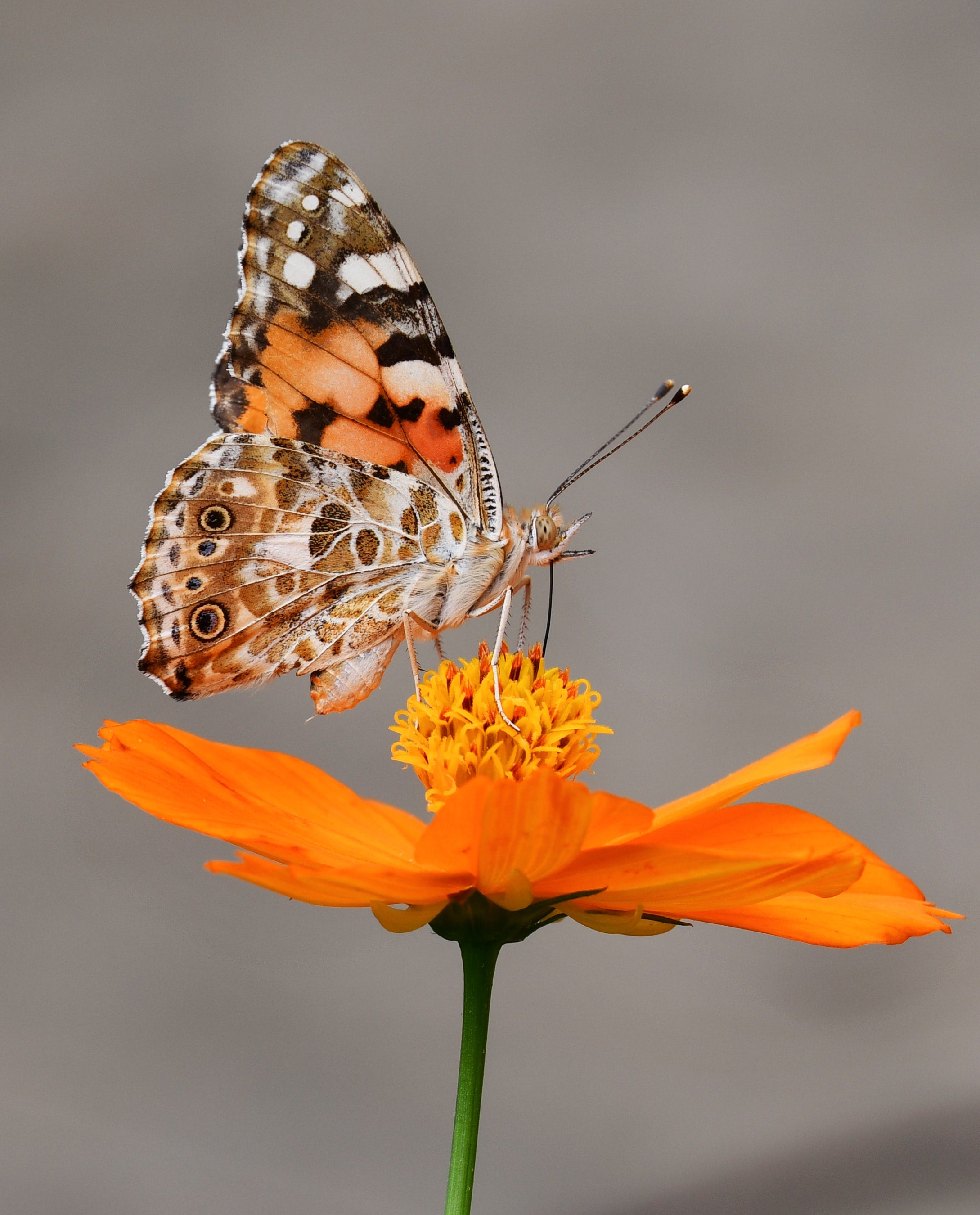 Creating a Butterfly Garden in South Africa: Attracting Beautiful Butterflies with the Right Plants and Environment