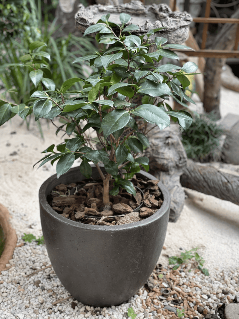 Pot Shack customer garden