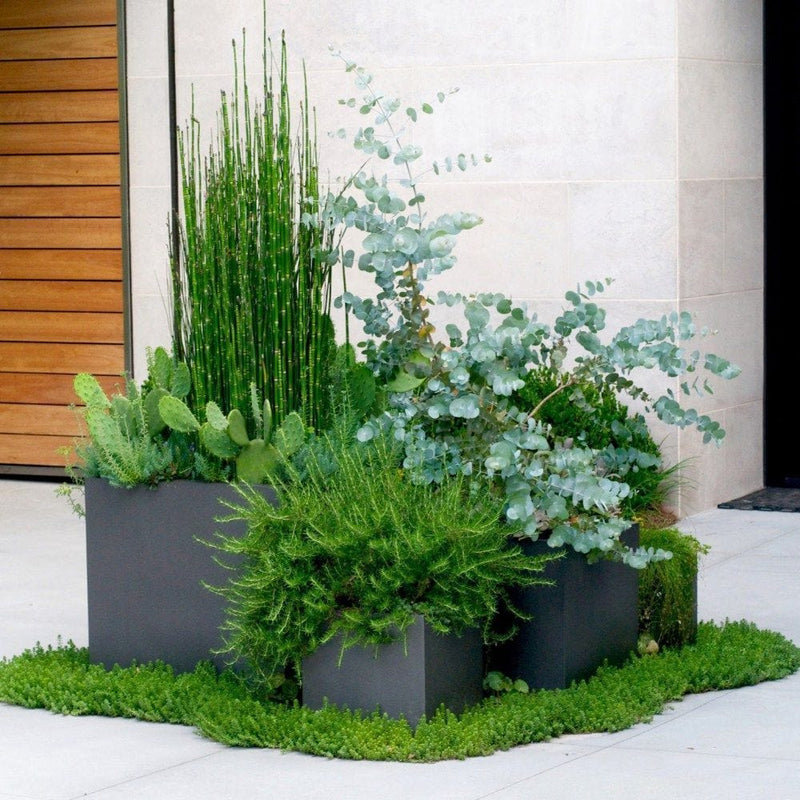 Pot Shack customer garden