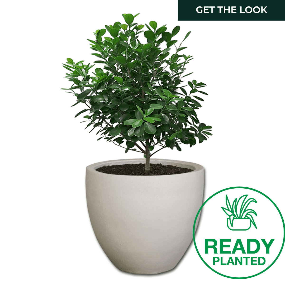 Planted Egg | Shade - The Potshack