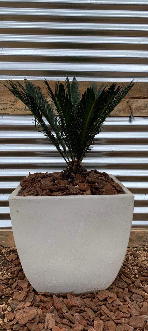 Premium Bolivia Plant Pot The Pot Shack Gauteng Concrete Pot