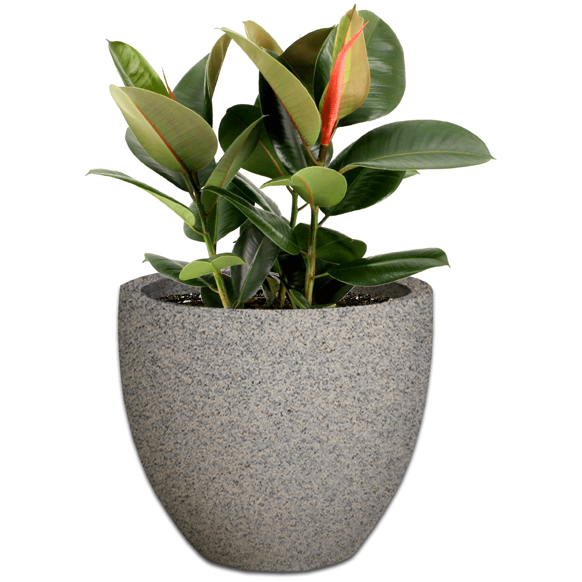 Egg Concrete Pot - The Potshack