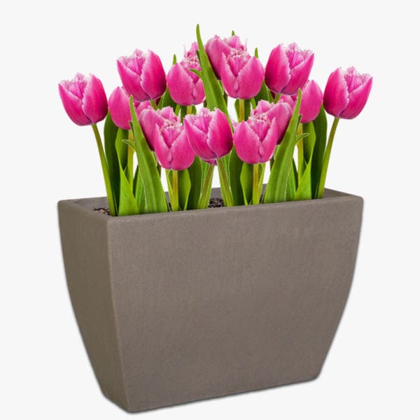 Tulip Trough The Pot Shack Gauteng Concrete Pots