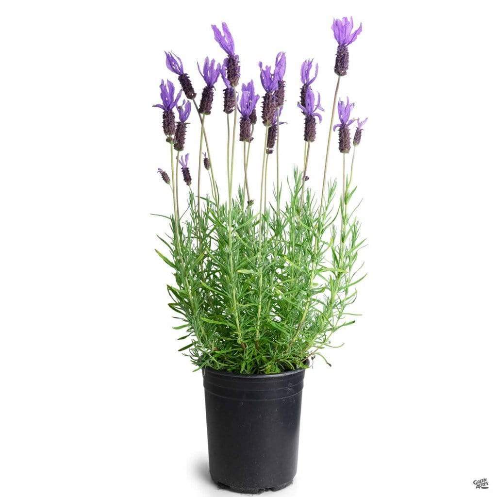 5x Lavender (4L) The Pot Shack Gauteng
