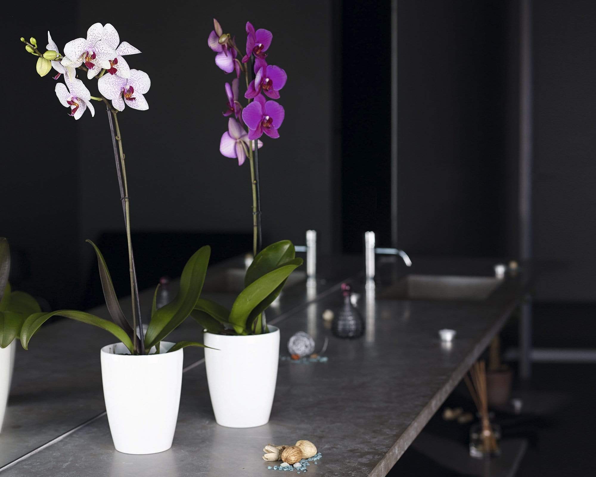 Fiji Orchid Pot Artevasi Gauteng Plastic Pots