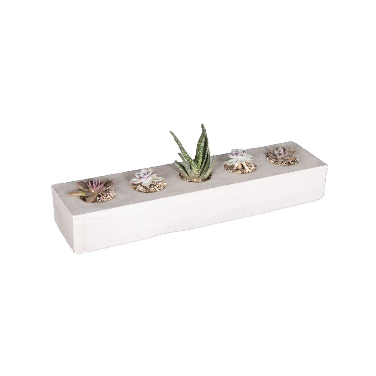 Succulent Planter - The Potshack